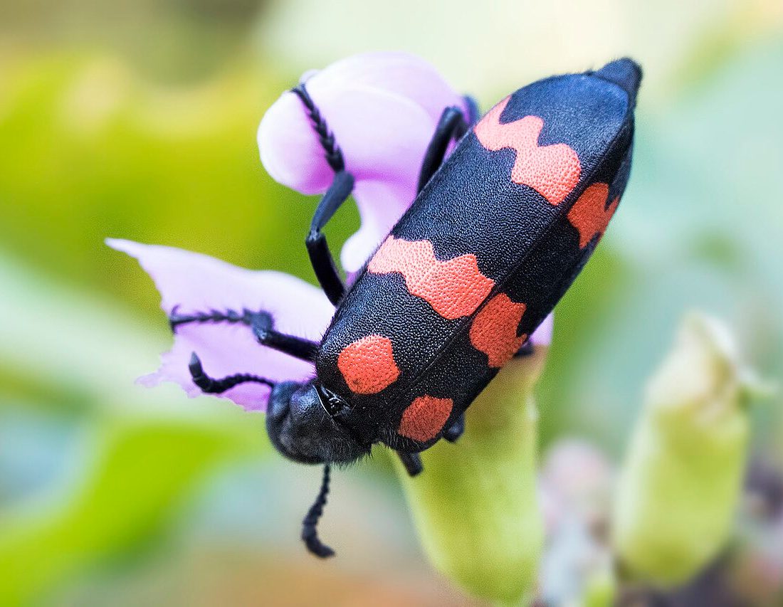Blister Beetle reference