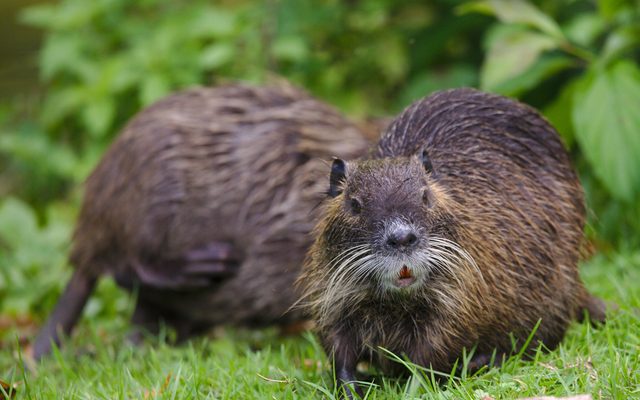 Nutria reference