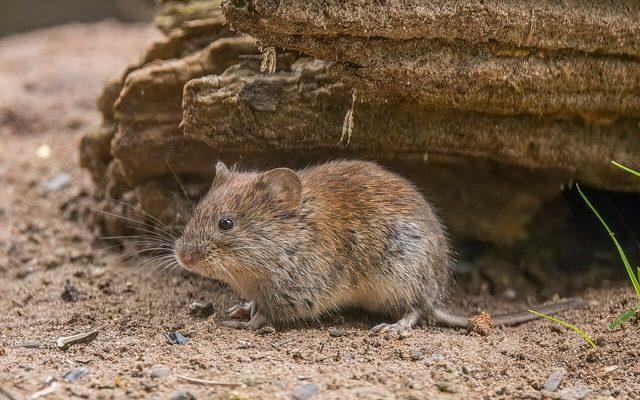 Bank Vole reference