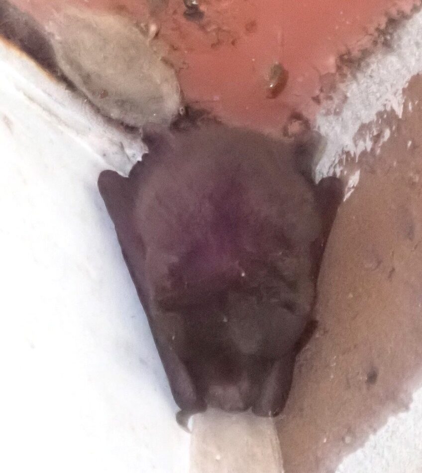 Southeastern Myotis reference
