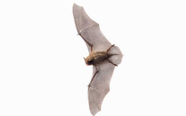 Daubenton's Bat reference