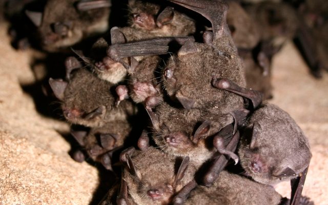 Gray Bat reference