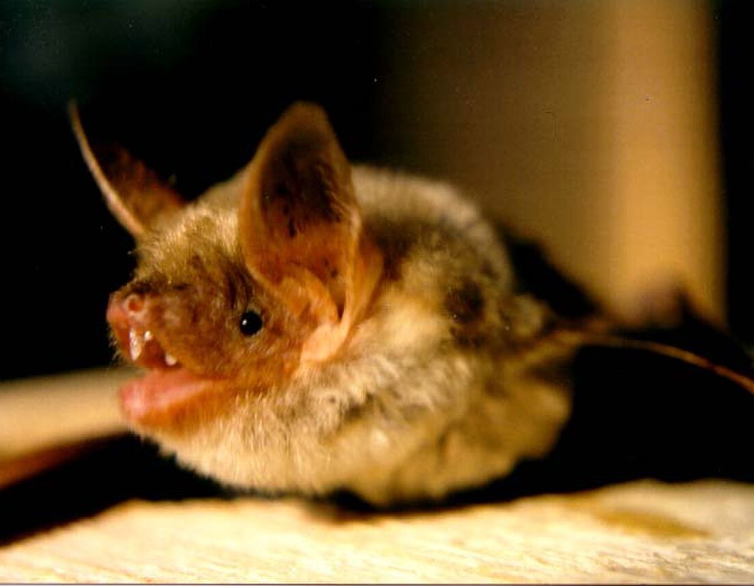 Little Brown Bat reference