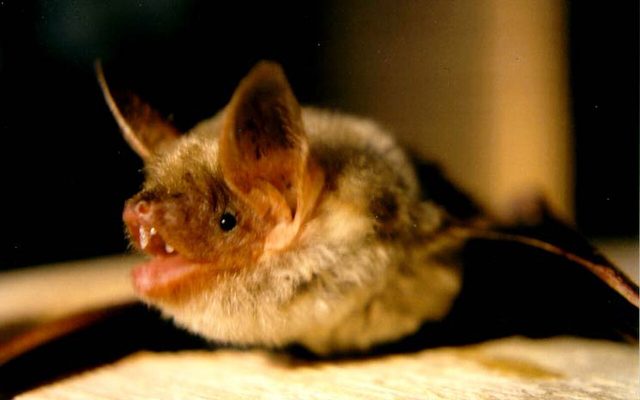Greater Mouse-eared Bat reference