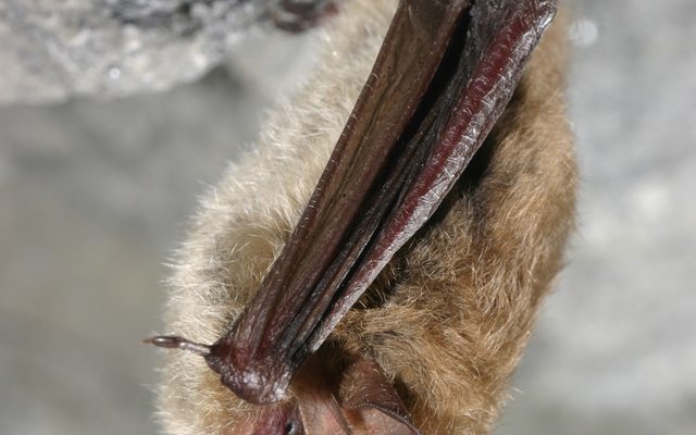 Northern Long-Eared Bat reference