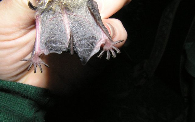 Indiana Bat reference