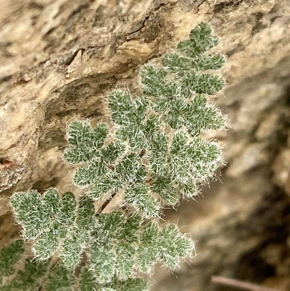 Parry's Lip Fern reference