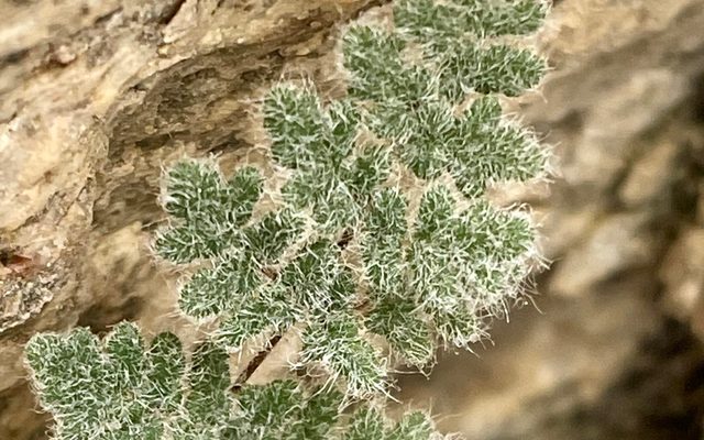 Parry's Lip Fern reference