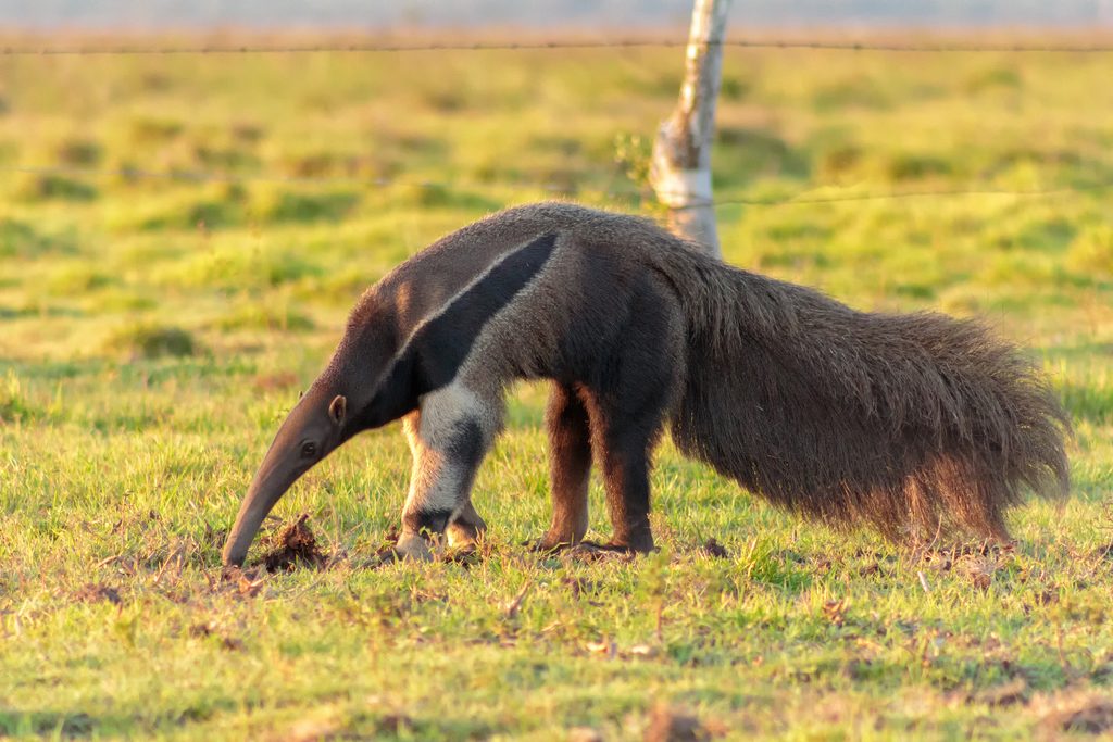 Giant Anteater reference