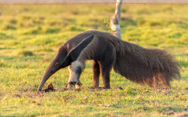 Giant Anteater reference