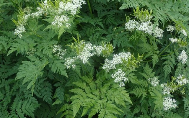 Sweet Chervil reference