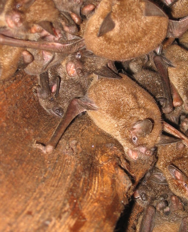 Greater Short-tailed Bat reference