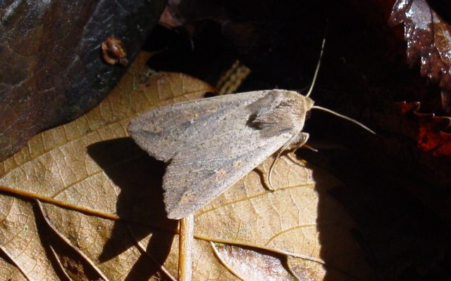 True Armyworm reference