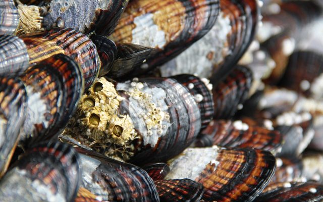 California Mussel reference