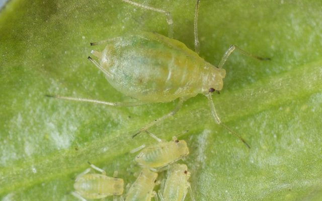 Green Peach Aphid reference