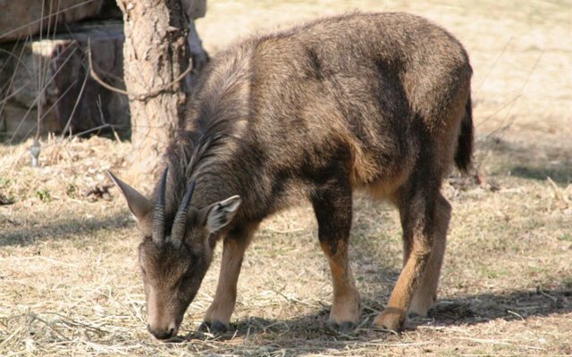 Long-tailed Goral reference