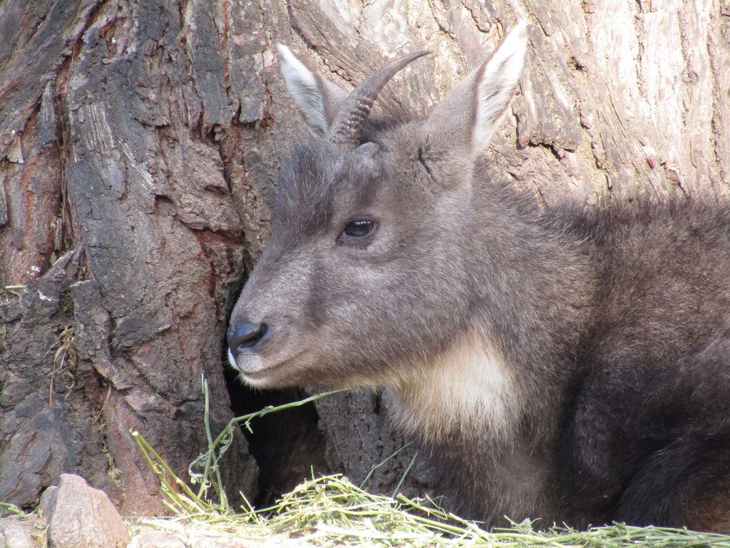 Chinese Goral reference