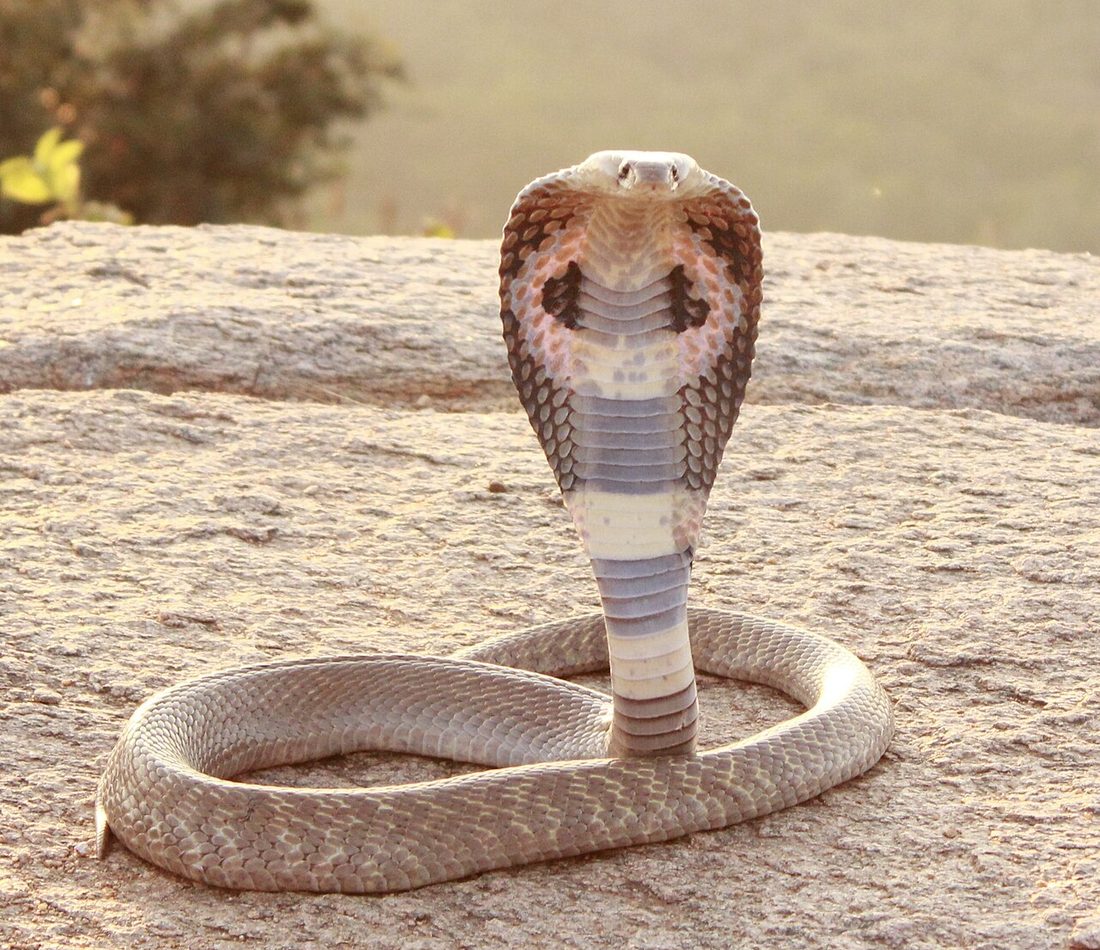 Indian Cobra reference