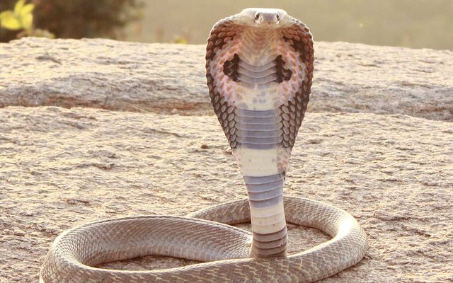 Indian Cobra reference