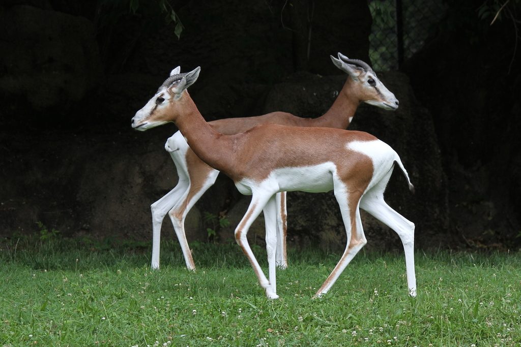 Dama Gazelle reference