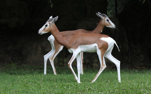 Dama Gazelle reference