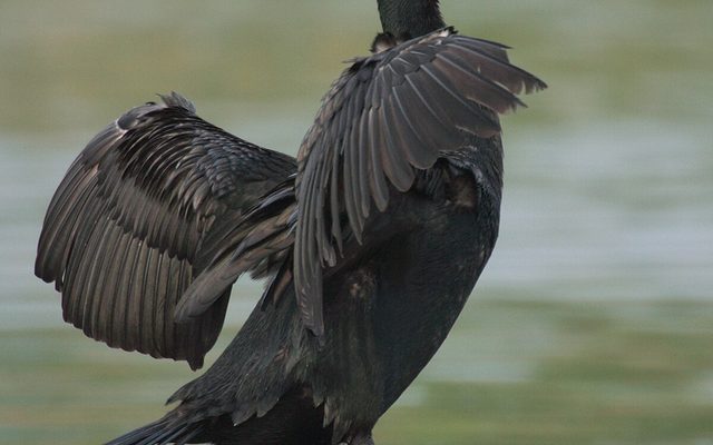 Double-crested Cormorant reference