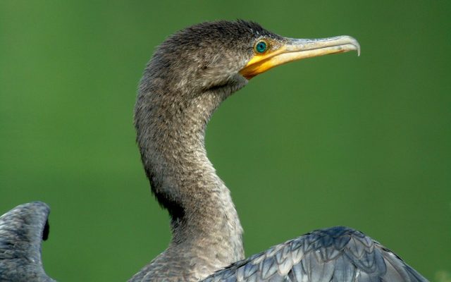 Neotropic Cormorant reference