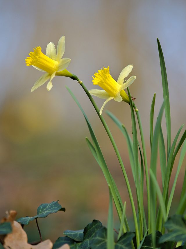 Daffodil reference