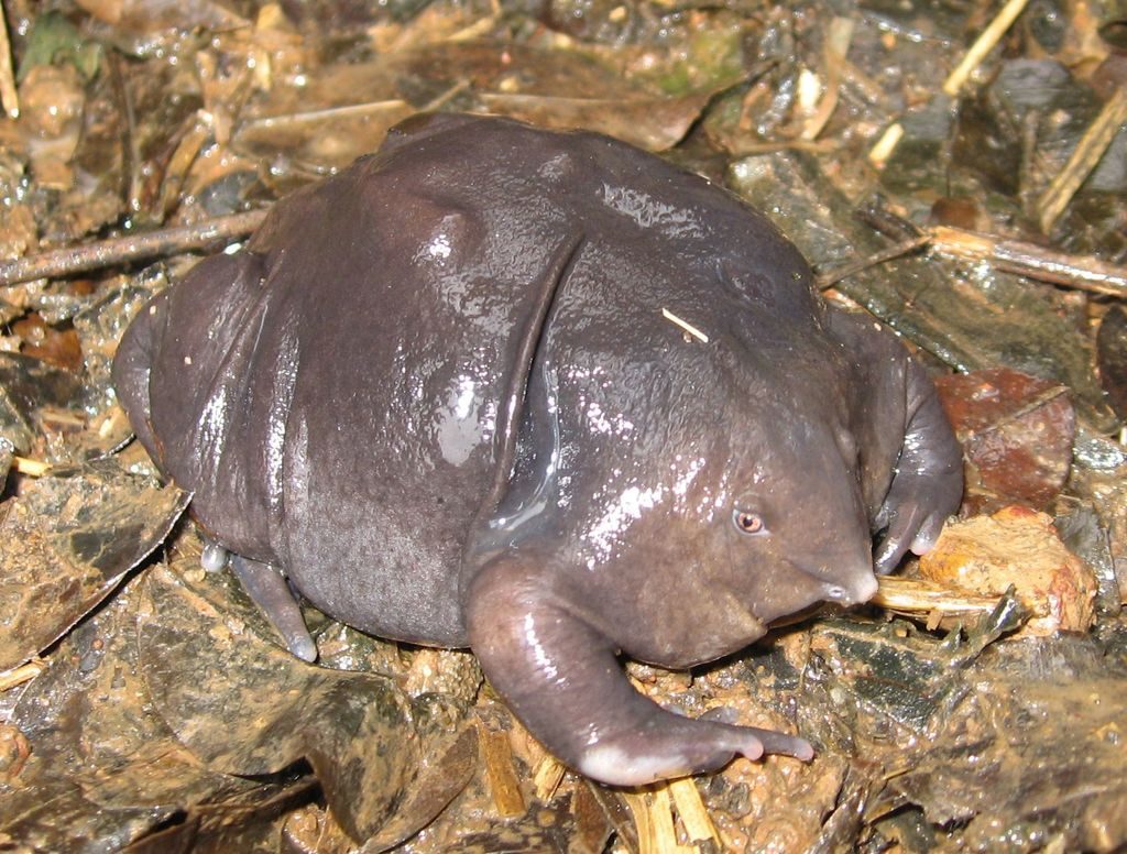 Purple Frog reference