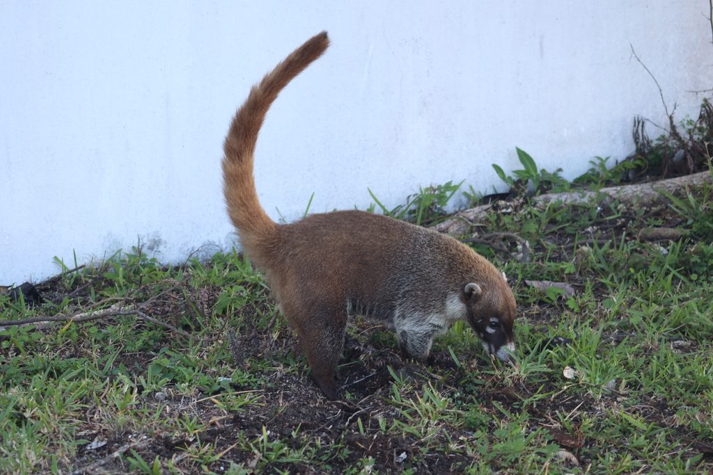 Cozumel Island Coati reference