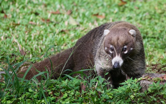 White-nosed Coati reference