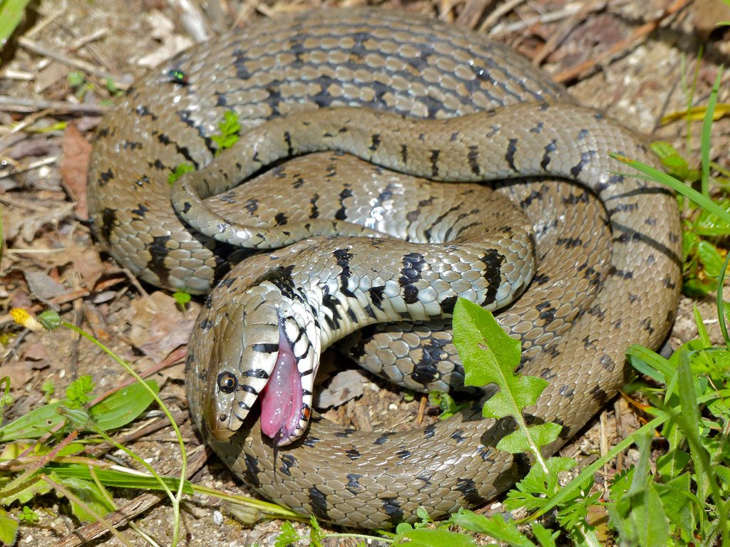 Grass Snake reference