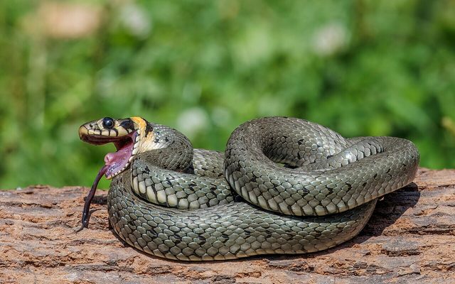 Grass Snake reference