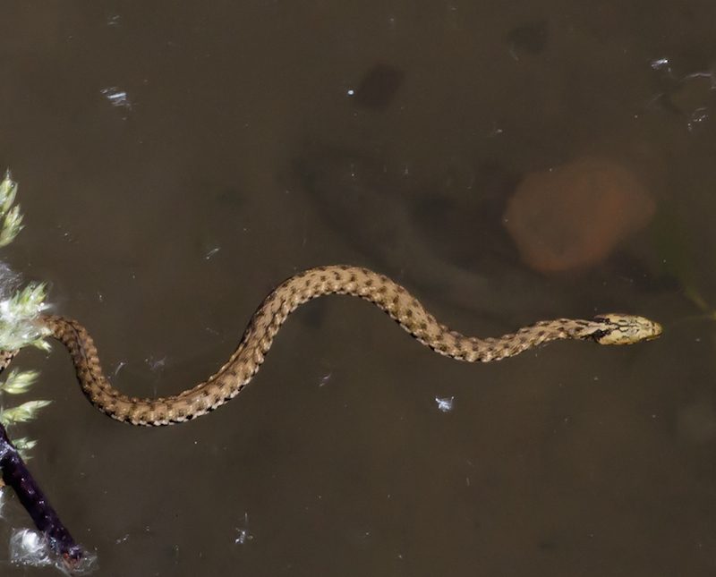 Tessellated Water Snake reference