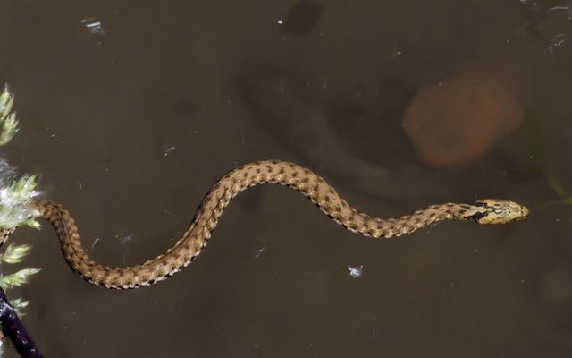 Dice Snake reference