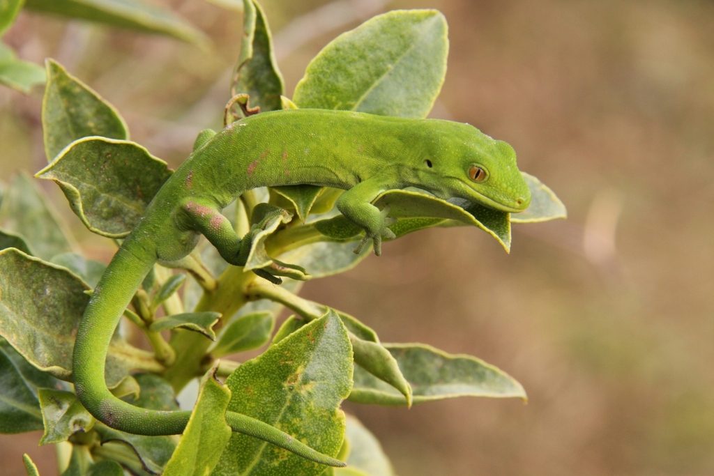 Marlborough Green Gecko reference