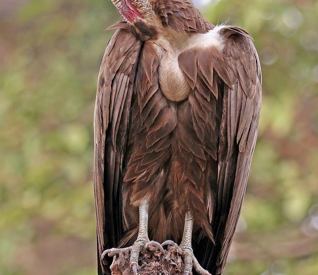 Hooded Vulture reference