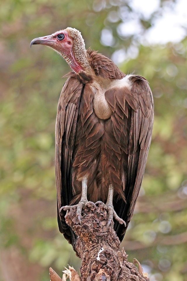 Hooded Vulture reference