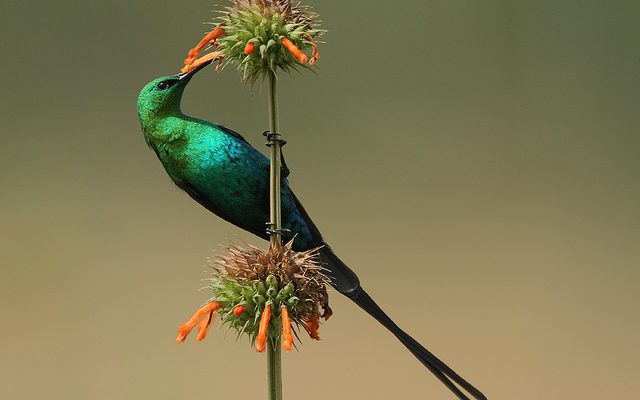 Malachite Sunbird reference