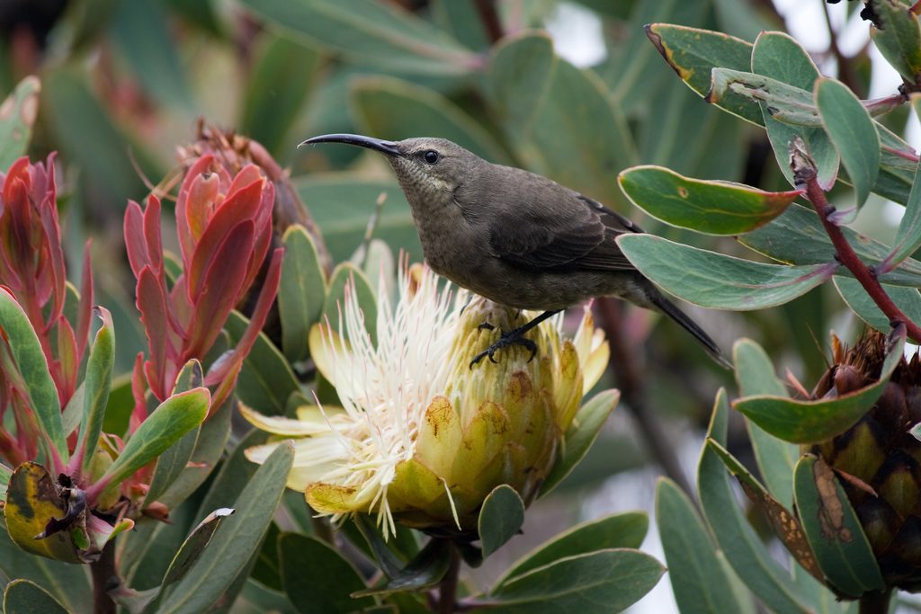 Scarlet-tufted Malachite Sunbird reference