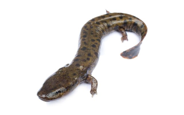 Mudpuppy reference
