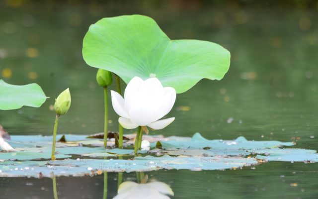Sacred Lotus reference