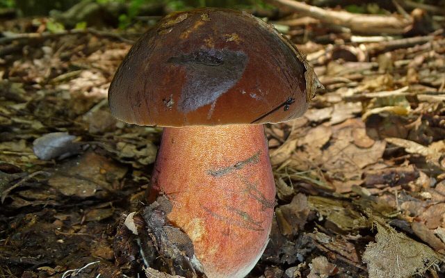 Scarletina Bolete reference