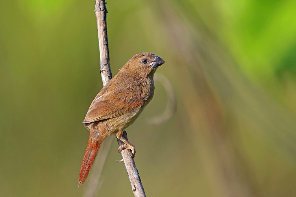 Crimson Finch reference