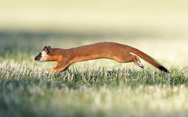 Long-tailed Weasel reference