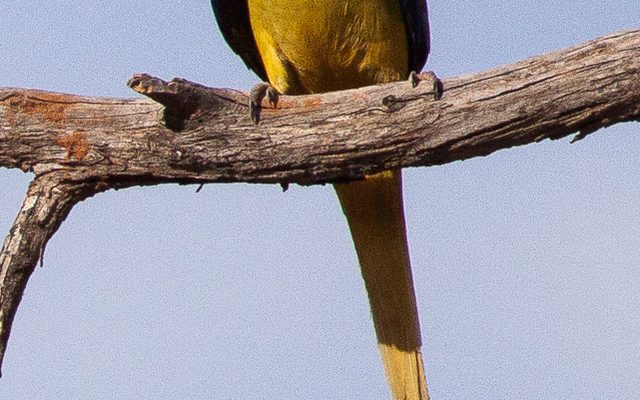 Elegant Parrot reference