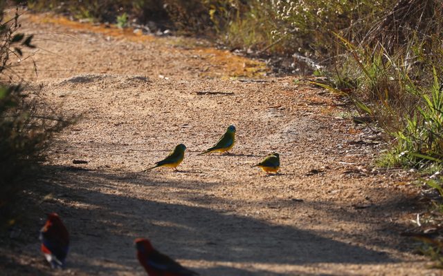 Turquoise Parrot reference