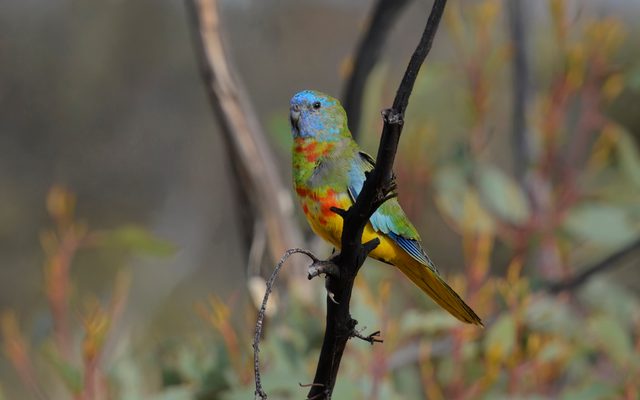 Scarlet-chested Parrot reference
