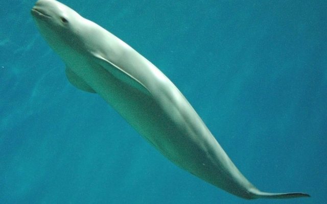 Indo-Pacific Finless Porpoise reference