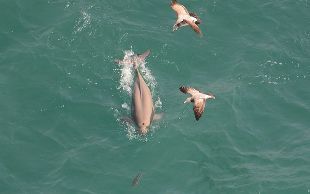 Narrow-ridged Finless Porpoise reference
